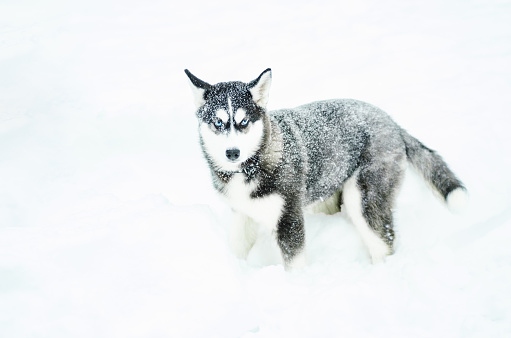 Alaskan Malamute in the snow.