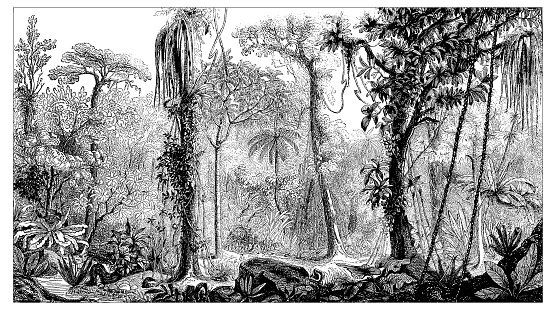 Botany plants antique engraving illustration: Rainforest