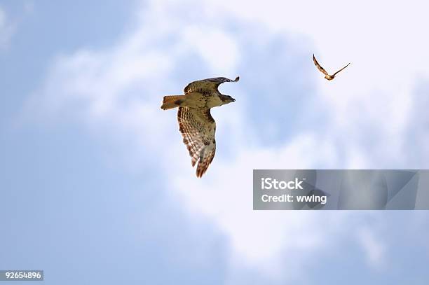 El Estadio Chase Foto de stock y más banco de imágenes de Animales cazando - Animales cazando, Familia de los halcones, Persecución - Conceptos