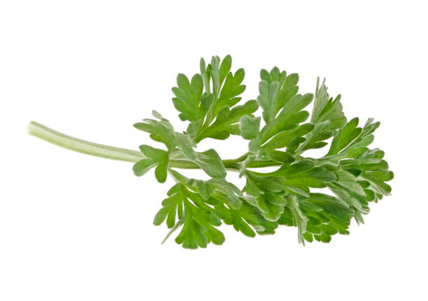 istock Sagebrush sprig isolated on white background. Medicinal wormwood. 926550092