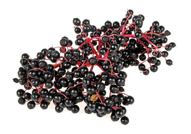 istock Branch of elderberry with berries on white background 926550154