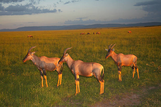planícies - masai mara national reserve masai mara topi antelope imagens e fotografias de stock