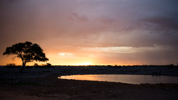 istock Waterhole in TheEtosha National Park - Namibia 926554464