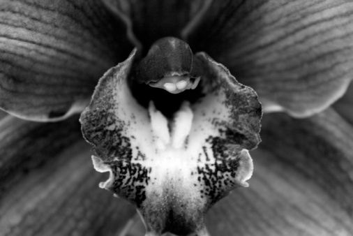 Black and White floral close-up, macro of an orchid