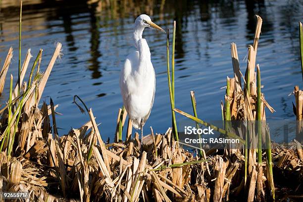 Milky Crane On Reeds Stock Photo - Download Image Now - Animal, Animal Neck, Animal Wing