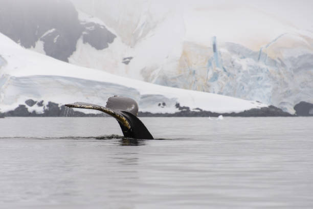 istock Humpback whale fluke in Antarctic sea 926557646