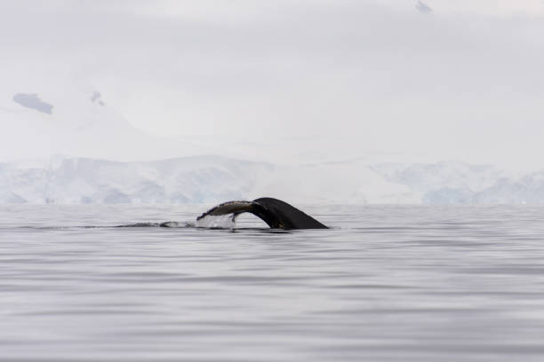 istock Humpback whale fluke with iceberg on background 926557982