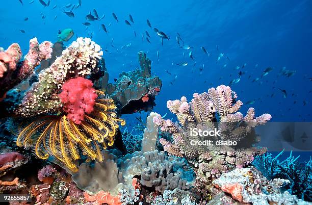 モルディブの浅いリーフ - インド洋のストックフォトや画像を多数ご用意 - インド洋, ウミユリ, カラー画像
