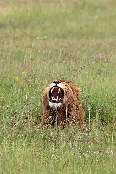 Photo of Lion in the Ngorongoro crater Tanzania