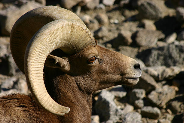 This ram was resting as sunset approached. Bighorn sheep are found in & around Yellowstone National Park. The male's horns are permanent and continue to curve as they age. The horns here are highlighted by the setting sun. The animal is looking strait at the viewer.