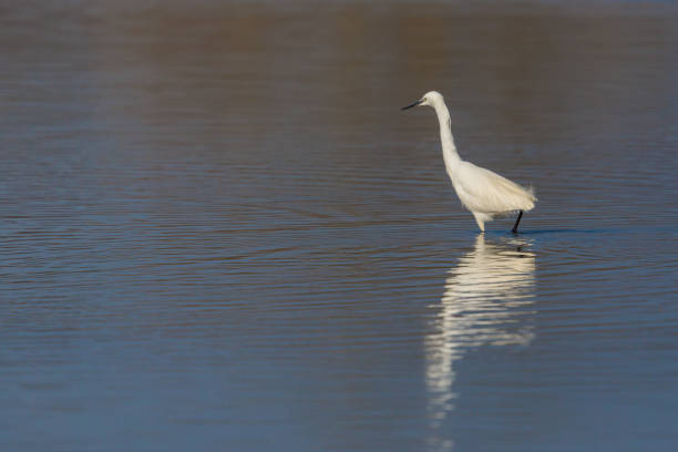 istock mirrored little egret (egretta garzetta) standing in water in sunlight 926566590