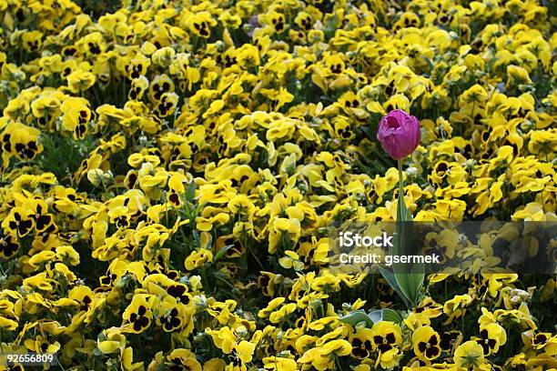 Lila Tulpen In Gelben Gänseblümchen Stockfoto und mehr Bilder von April - April, Ausstellung, Baumblüte