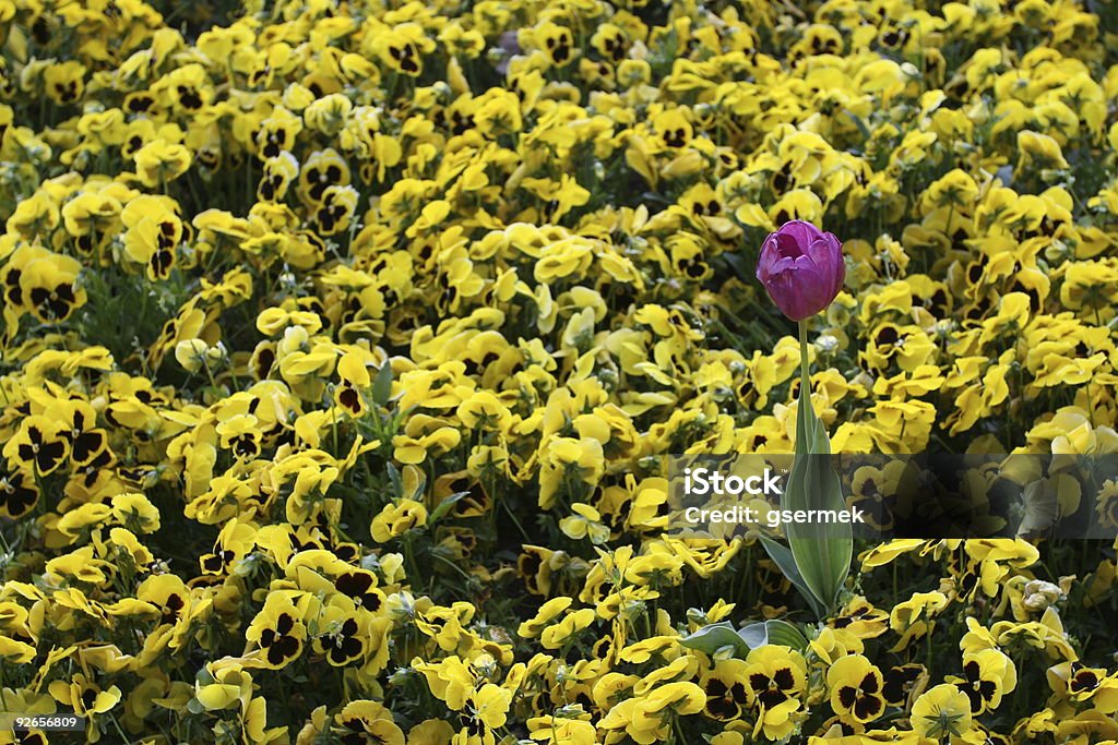 Tulipas roxas entre Amarela Margaridas - Foto de stock de Abril royalty-free