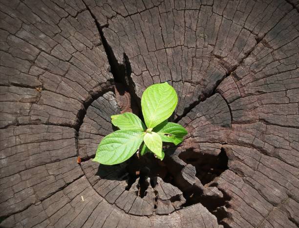 istock Plant growing through trunk of tree 926571222
