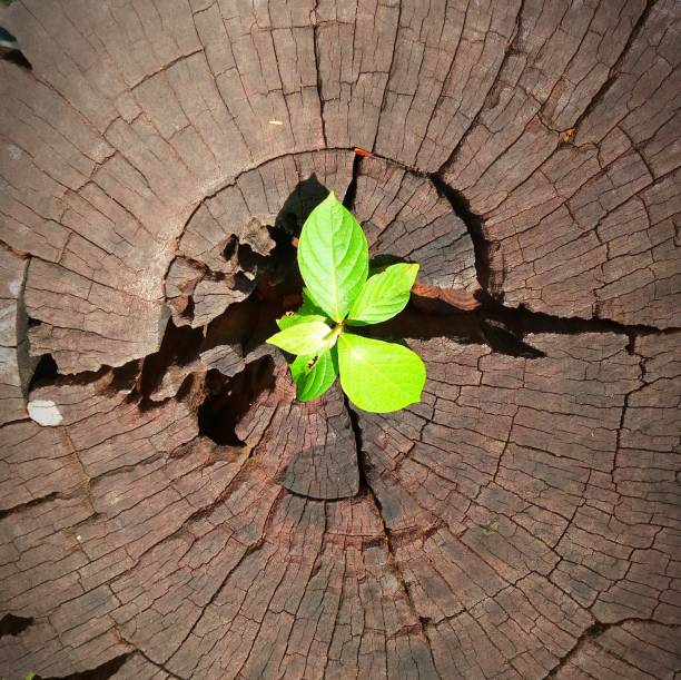 istock Plant growing through trunk of tree 926571240