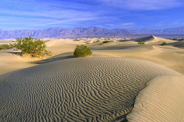istock Morning at sand dunes 92657388