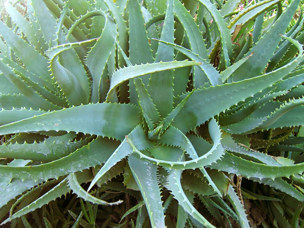 cactus background stock photo