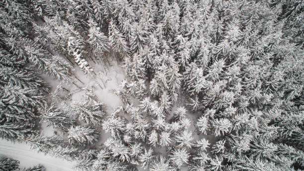 istock Aerial view in snowy winter forest 926574004