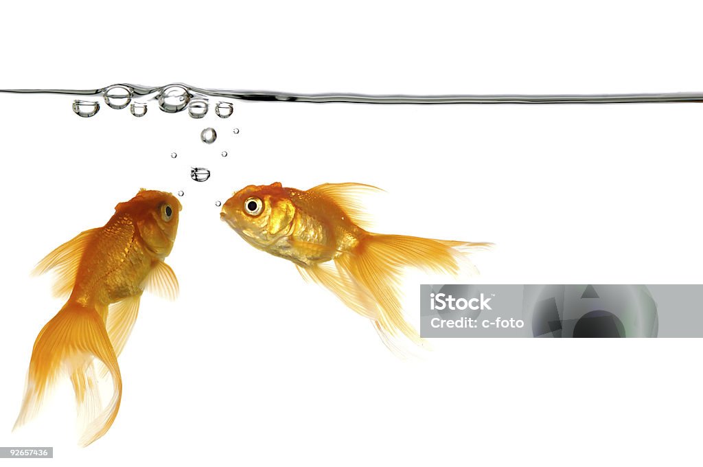 Two Gold Fish Blowing Water Bubbles Stock Photo - Download Image Now - Animal, Blurred Motion, Bubble - iStock Two Gold Fish Blowing Water Bubbles Stock Photo - Download Image Now - Animal, Blurred Motion, Bubble - iStock