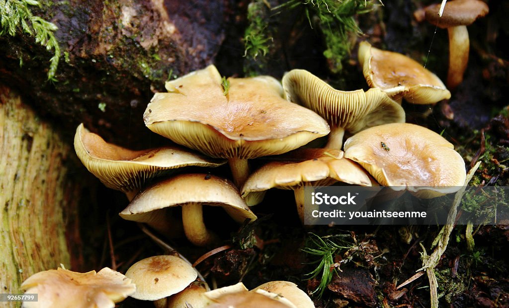 Fungi - Lizenzfrei Farbbild Stock-Foto