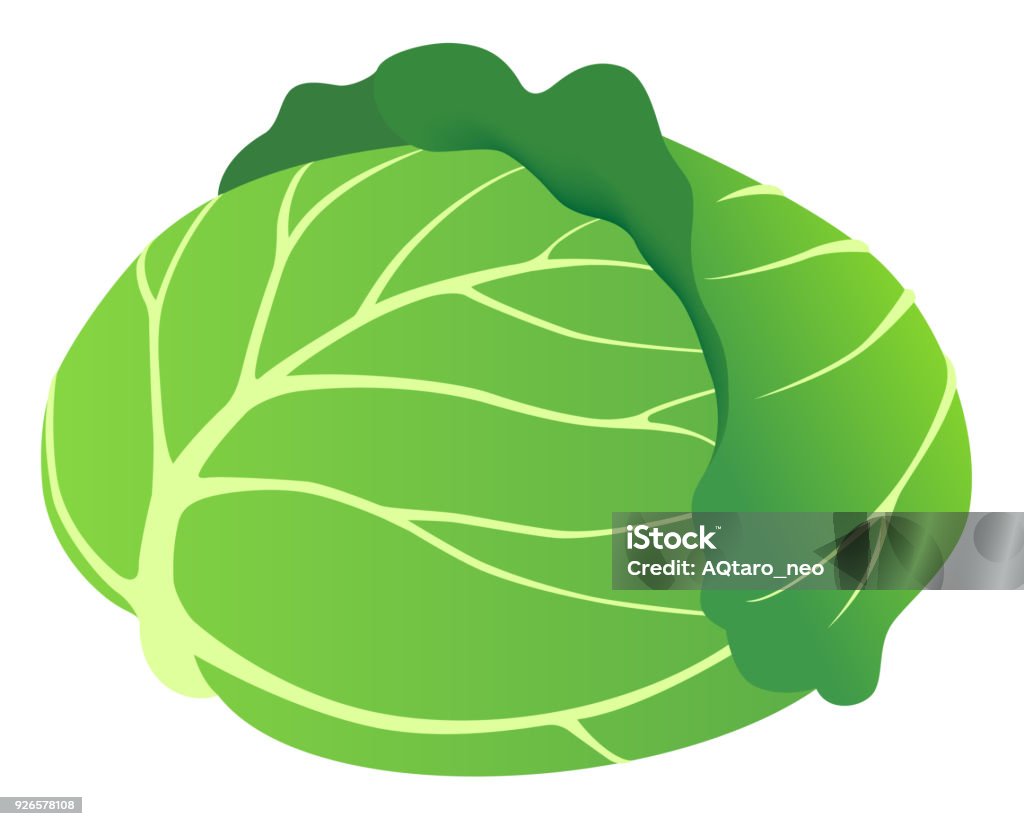 fresh cabbage isolated on white background vegetable Cabbage stock vector