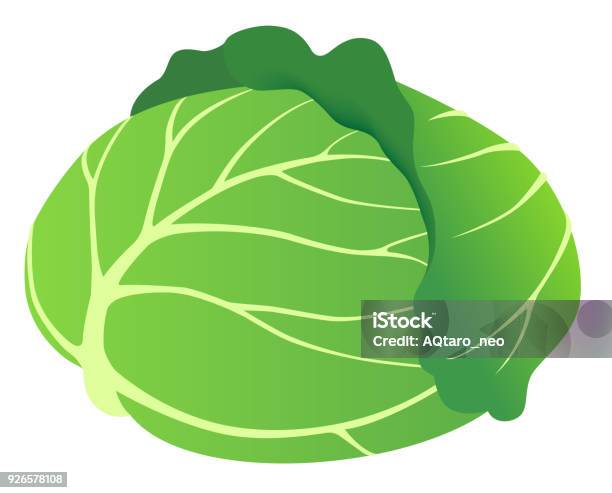 Fresh Cabbage Isolated On White Background Stock Illustration - Download Image Now - Cabbage, Agriculture, Backgrounds