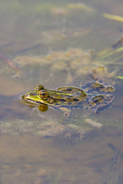 istock green frog sitting in pond water with algae and leaves 926578606