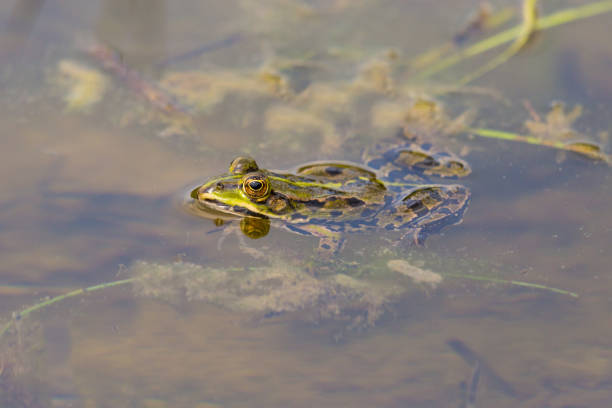 istock green frog swimming in pond water with algae and leaves 926578706