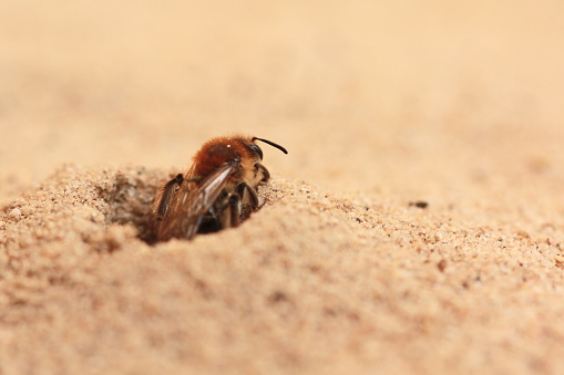 A bearded sand bee (Andrena barbilabris) crawls out of its nest in the ground.