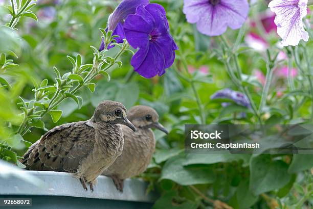 Doves - zdjęcia stockowe i więcej obrazów Bez ludzi - Bez ludzi, Brązowy, Czekać