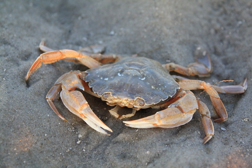 Stock photo showing close-up, elevated view of sand crab scurrying around on compacted wet sand of beach at low tide.