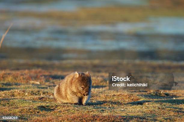 Chiedendo Vombato - Fotografie stock e altre immagini di Ambientazione esterna - Ambientazione esterna, Animale selvatico, Australia