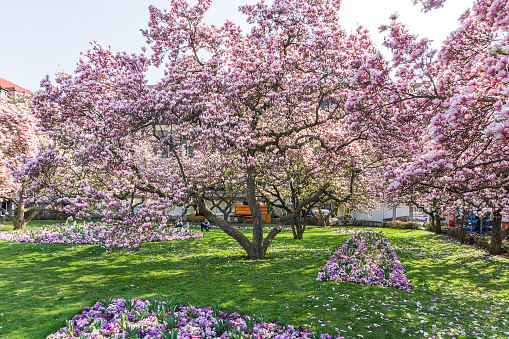 Würzburg, Germany - April 02, 2017: Magnolia blossoms in the Kaisergärtchen in Würzburg. People walk among the trees and take pictures of the beautiful spring blossoms.