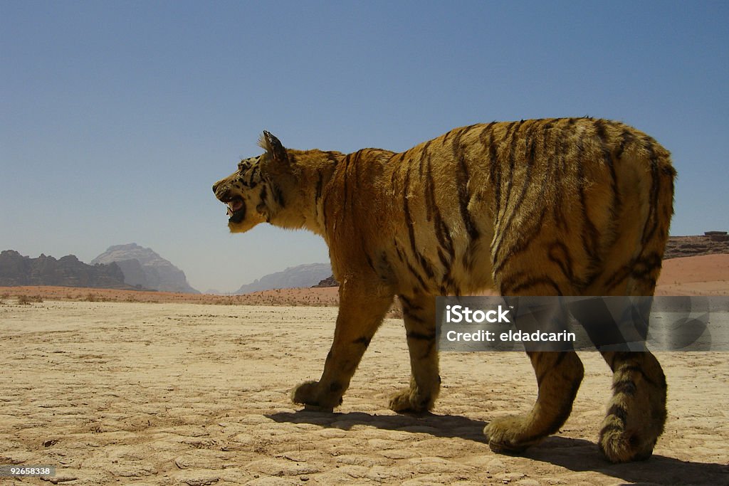 Stuffed Tiger In The Desert Stock Photo - Download Image Now - 12 O'Clock, Animal, Animal Wildlife - iStock Stuffed Tiger In The Desert Stock Photo - Download Image Now - 12 O'Clock, Animal, Animal Wildlife - iStock