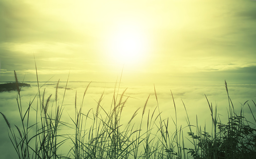 morning sunrise with sea mist and grass flower fresh spring nature wallpaper vintage color background