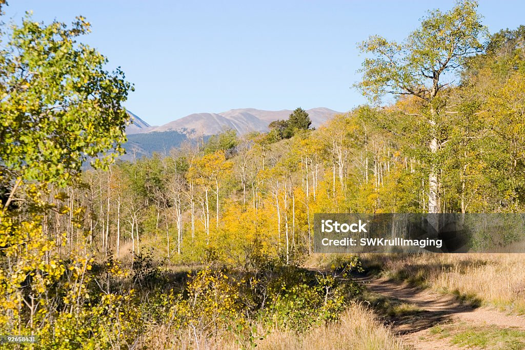 Autum Color en bóreas aprobado Colorado - Foto de stock de Aire libre libre de derechos