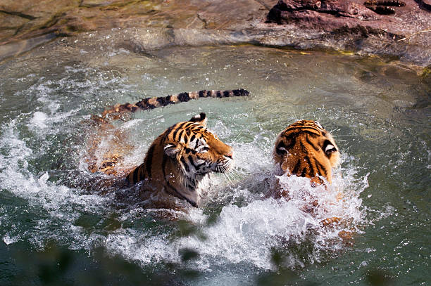 istock Two Tigers (Panthera tigris altaica) Play in Water 92658496