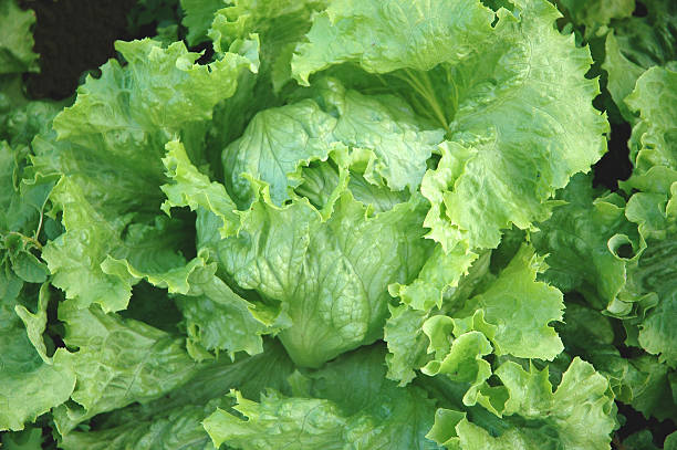 detail of a fresh lettuce stock photo