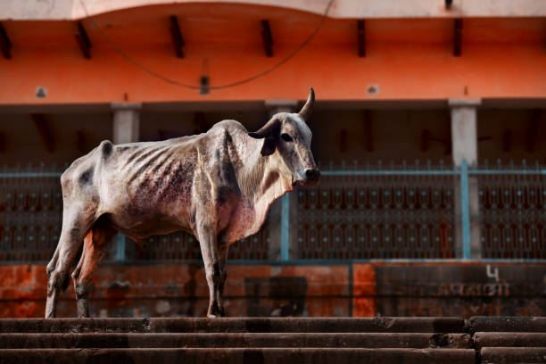 bull in India in the city side view of wear bull in India on the street, poverty concept. weak cow stock pictures, royalty-free photos & images