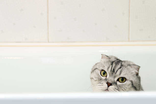 istock Gray Cat Scottish Fold in the Bathroom 926586514