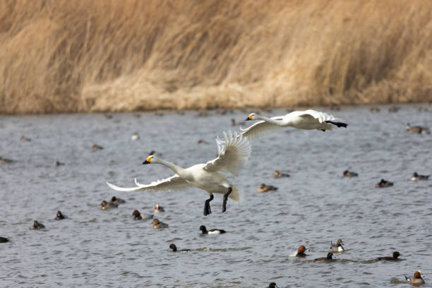 istock swan in flight and landing 926587392
