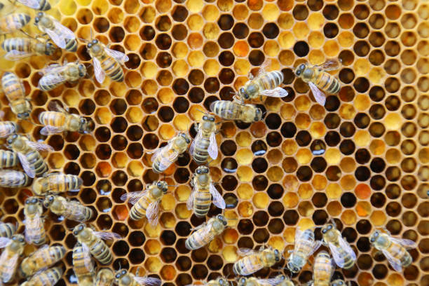 istock Beehive interior - honey bees working on a honeycomb 926587562
