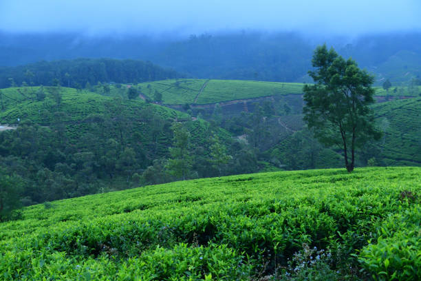 istock Tea country in the morning 926587692
