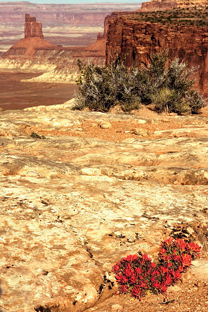 istock Flowers in the Desert 92658803