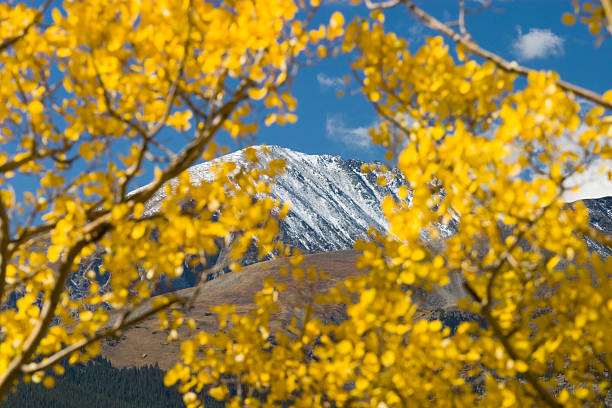 The peaks of Breckenridge Colorado through the golden leaves of autumn aspen trees.