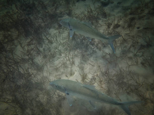 poissons d’os - bonefish photos et images de collection