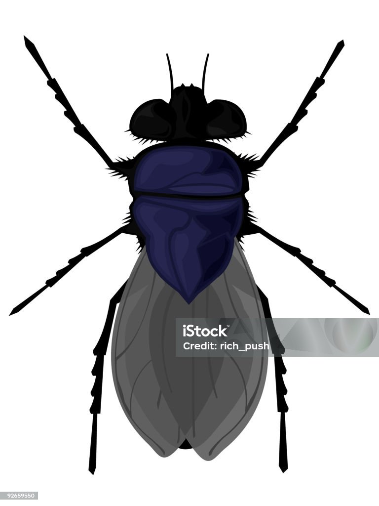 Mosca azul - Royalty-free Animal Ilustração de stock