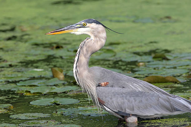 istock Great Blue Heron Wading in a Swamp 92659705