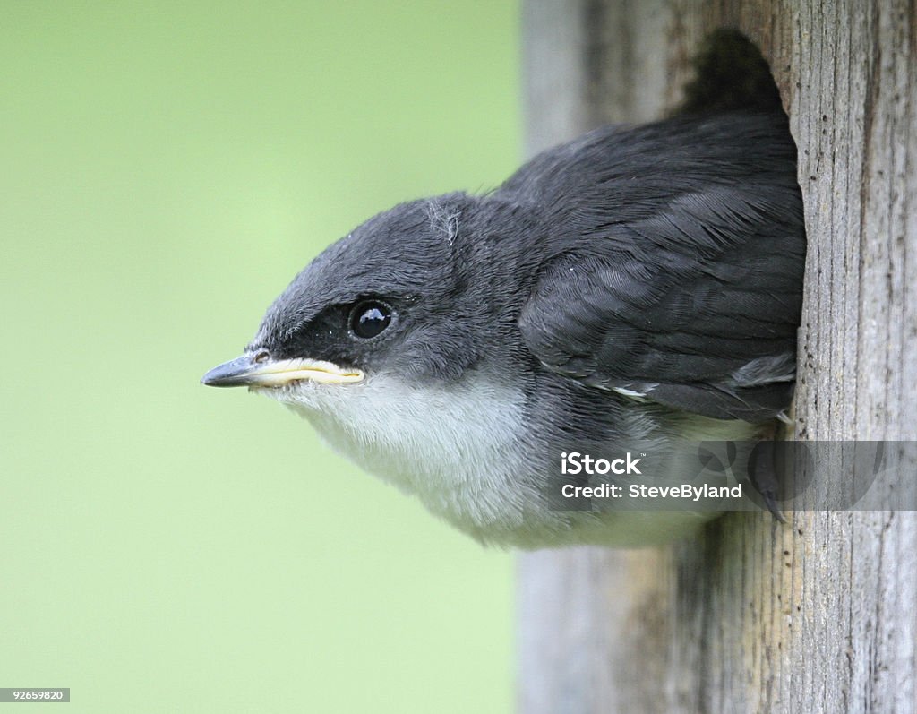 Baby Tree Swallow gotowy do lotu - Zbiór zdjęć royalty-free (Bez ludzi)