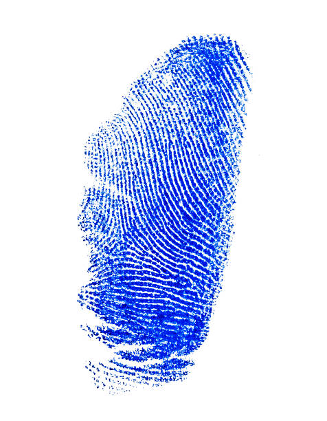 niebieski odcisk palca wyizolowany na białym tle - fingerprint blue human finger fingermark zdjęcia i obrazy z banku zdjęć